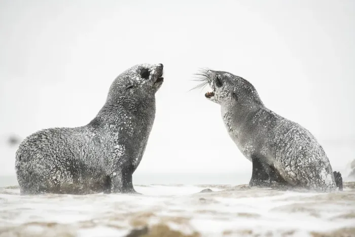 Framed Print : Snow and ice covered Antarctic fur seals (Arctocephalus gazella) play and rest