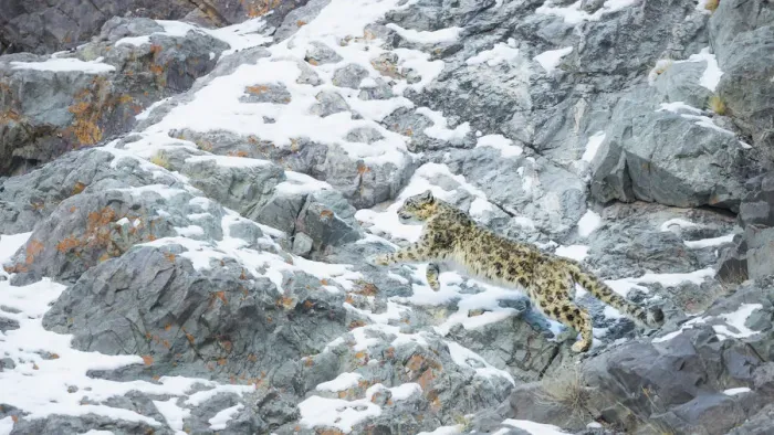 Framed Print : Snow Leopard (Panthera uncia) climbing up mountain slope, Hemis National Park, India