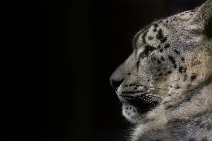 Framed Print : Snow leopard (Panthera uncia) female, captive Framed Print : Snow leopard (Panthera uncia) female, captive