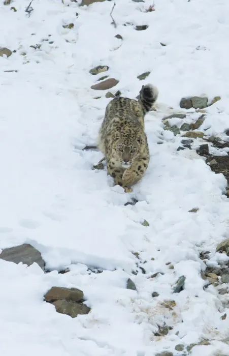Framed Print : Snow leopard (Panthera uncia), Hemis National Park, Ladakh, India, February Framed Print : Snow leopard (Panthera uncia), Hemis National Park, Ladakh, India, February