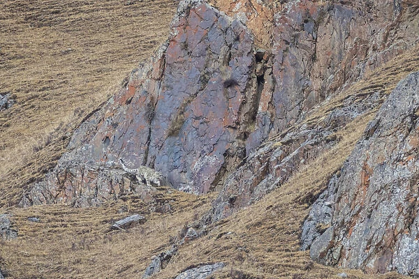 Snow leopard (Panthera uncia) hunting and stalking through the mountains in Serxu