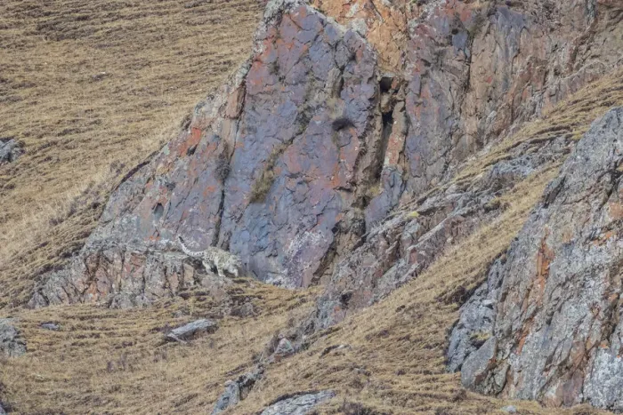 Framed Print : Snow leopard (Panthera uncia) hunting and stalking through the mountains in Serxu Framed Print : Snow leopard (Panthera uncia) hunting and stalking through the mountains in Serxu