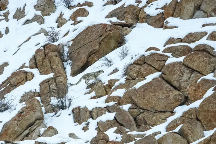 Framed Print : Snow leopard (Panthera uncia) male moving over rocky, snow-covered slopes. Ulley Valley Framed Print : Snow leopard (Panthera uncia) male moving over rocky, snow-covered slopes. Ulley Valley