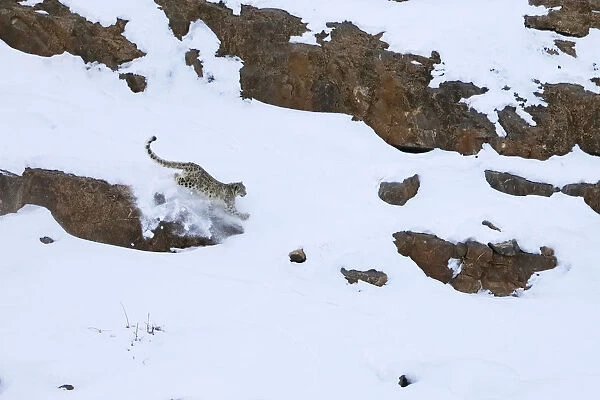 Snow leopard (Panthera uncia) male running hunting Himalayan ibex on the snow in Spiti valley