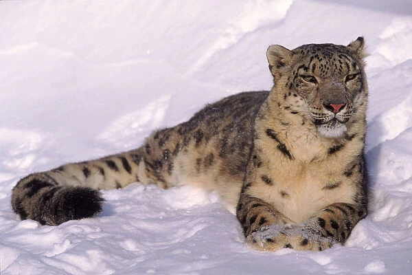 Snow leopard (Panthera uncia) resting in snow. Captive