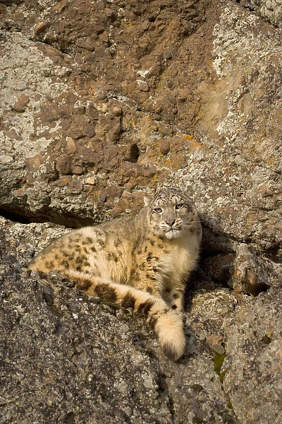 Snow leopard {Panthera uncia} on rocky ground, China, captive