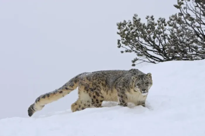 Framed Print : Snow leopard (Panthera uncia) in snow, captive, USA Framed Print : Snow leopard (Panthera uncia) in snow, captive, USA
