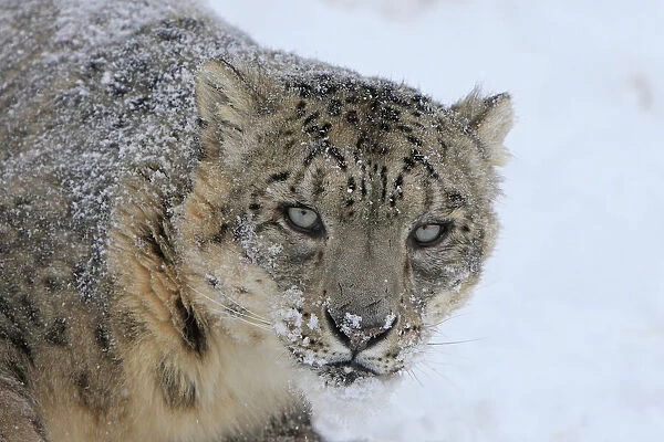 Snow leopard (Panthera uncia) in snow, captive, USA