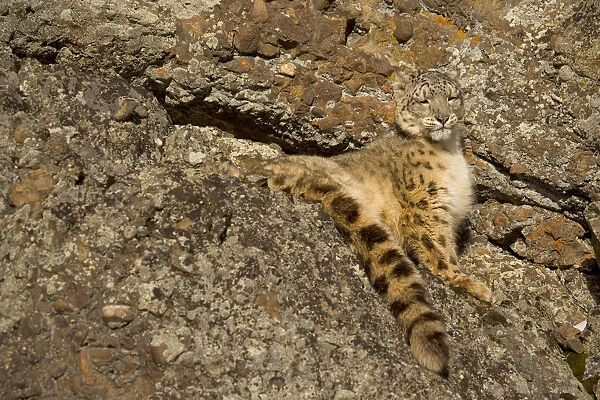 Snow leopard {Panthera uncia} sunning on rocky ground, China, captive