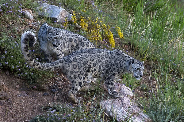 Snow leopard (Panthera uncia) Tian Shan  /  Celestial Mountains, Kyrgyzstan, captive