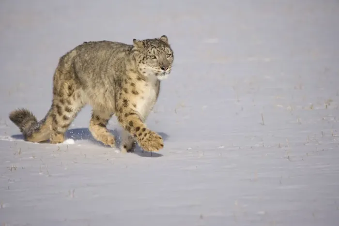 Framed Print : Snow leopard {Panthera uncia} walking over snow, China, captive Framed Print : Snow leopard {Panthera uncia} walking over snow, China, captive