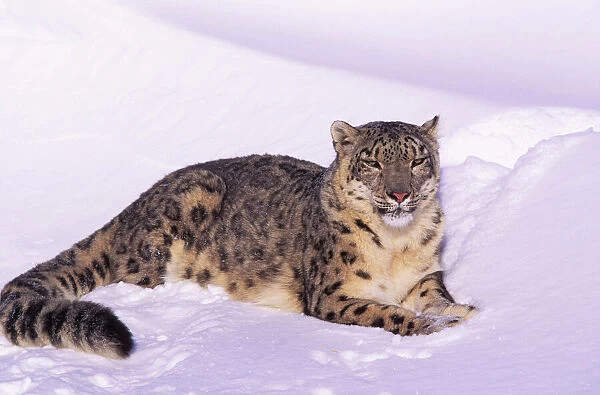 Snow leopard resting in snow (Panthera uncia) Captive