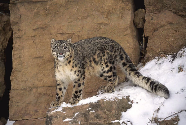 Snow leopard on snow covered rockface {Panthera uncia} captive