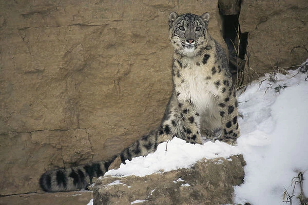 Snow Leopard on snowy rockface {Panthera uncia} captive