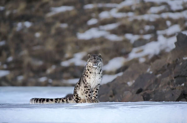 Snow leopard (Uncia uncia) Altai Mountains, Mongolia. March