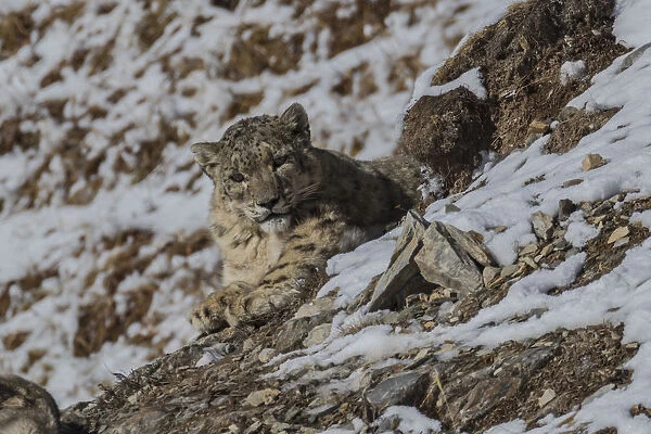 Snow leopard (Uncia uncia) with Bharal (Pseudois nayaur) prey, Serxu County, Garze Prefecture