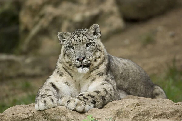 Snow leopard (Uncia uncia) captive, occurs in mountains of central and southern Asia