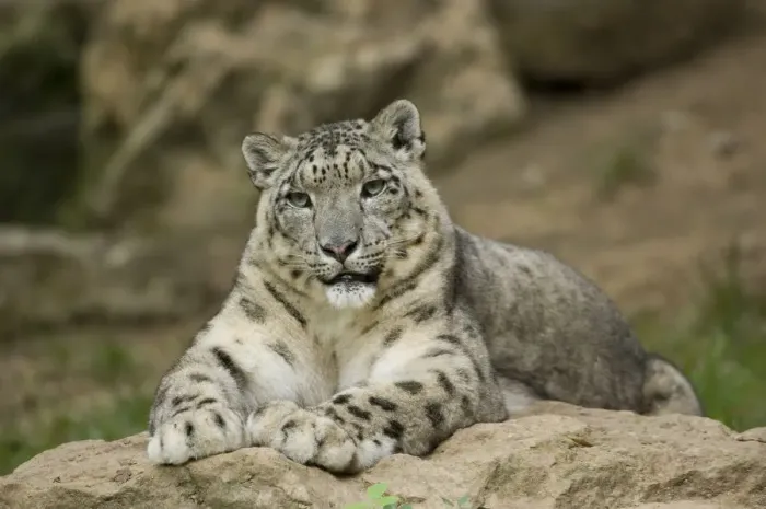 Framed Print : Snow leopard (Uncia uncia) captive, occurs in mountains of central and southern Asia Framed Print : Snow leopard (Uncia uncia) captive, occurs in mountains of central and southern Asia