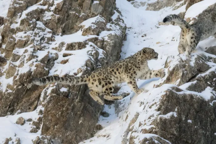 Framed Print : Snow leopard (Uncia uncia) pair on snow covered rocky slope Framed Print : Snow leopard (Uncia uncia) pair on snow covered rocky slope