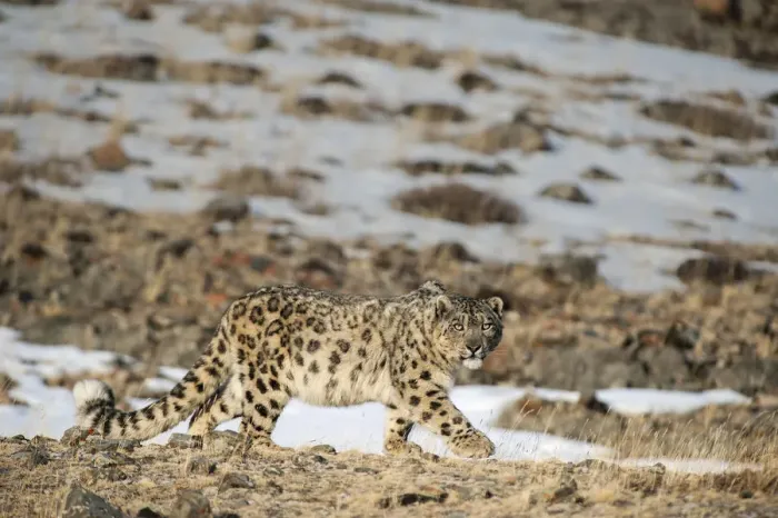 Framed Print : Snow leopard (Uncia uncia) walking, Altai Mountains, Mongolia. March Framed Print : Snow leopard (Uncia uncia) walking, Altai Mountains, Mongolia. March