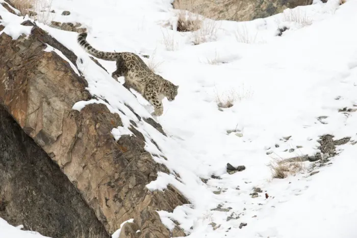 Framed Print : Snow Leopard (Uncia uncia) walking down snow covered slope, Hemis National Park, Ladakh Framed Print : Snow Leopard (Uncia uncia) walking down snow covered slope, Hemis National Park, Ladakh