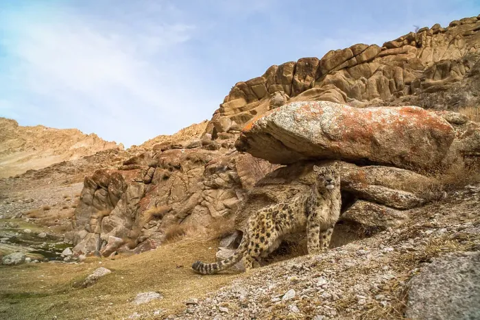 Framed Print : Snow leopard (Unica unica) standing beside boulder in rocky landscape of Himalayas, prior to scent marking. Ule, Ladakh, India. March 2018. Sequence 1 / 2 Framed Print : Snow leopard (Unica unica) standing beside boulder in rocky landscape of Himalayas, prior to scent marking. Ule, Ladakh, India. March 2018. Sequence 1 / 2