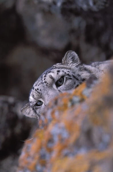 Snow leopard. Wild. {Panthera uncia} Ladakh, India