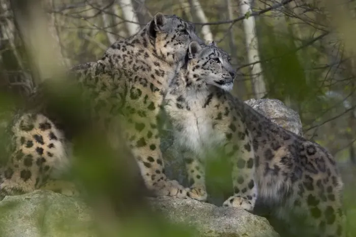 Framed Print : Snow leopards (Panthera uncia) mother and young, captive