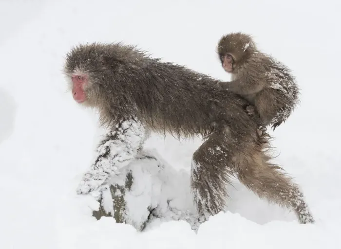 Framed Print : Snow monkey or Japanese macaque (Macaca fuscata) female with baby clinging to her back