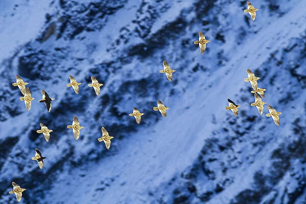 Snow partridge (Lerwa lerwa) flock flying past snowy rockface, in evening light