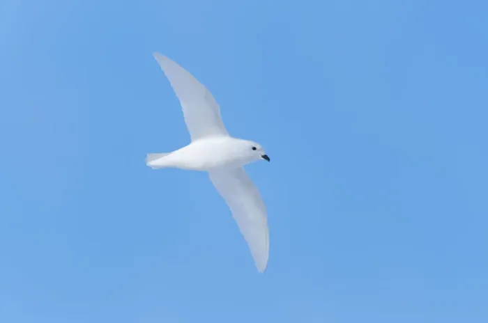 Framed Print : Snow petrel (Pagodroma nivea) flying, Antarctica, November