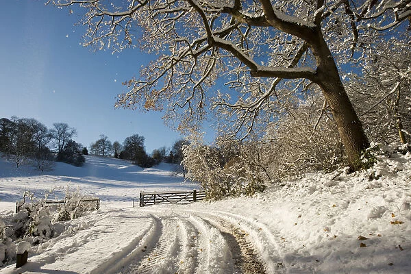 Snow scene from Lower Brcokhampton, with Sessile Oak (Quercus petrea) track and farm gate