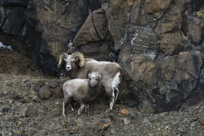 Framed Print : Snow sheep (Ovis nivicola borealis) adult with lamb, huddled against the rockface, Plateau Putorana Nature Reserve, Siberia, Russia Framed Print : Snow sheep (Ovis nivicola borealis) adult with lamb, huddled against the rockface, Plateau Putorana Nature Reserve, Siberia, Russia