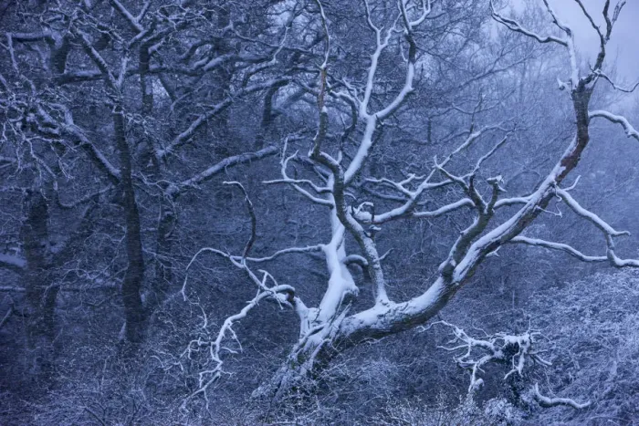 Framed Print : Snow on the trees branches. Cadbury Castle, Somerset, England, January 2010 Framed Print : Snow on the trees branches. Cadbury Castle, Somerset, England, January 2010