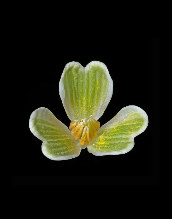 Framed Print : Snowdrop (Galanthus nivalis) anthers and inner petals. Outer petals have been removed Framed Print : Snowdrop (Galanthus nivalis) anthers and inner petals. Outer petals have been removed