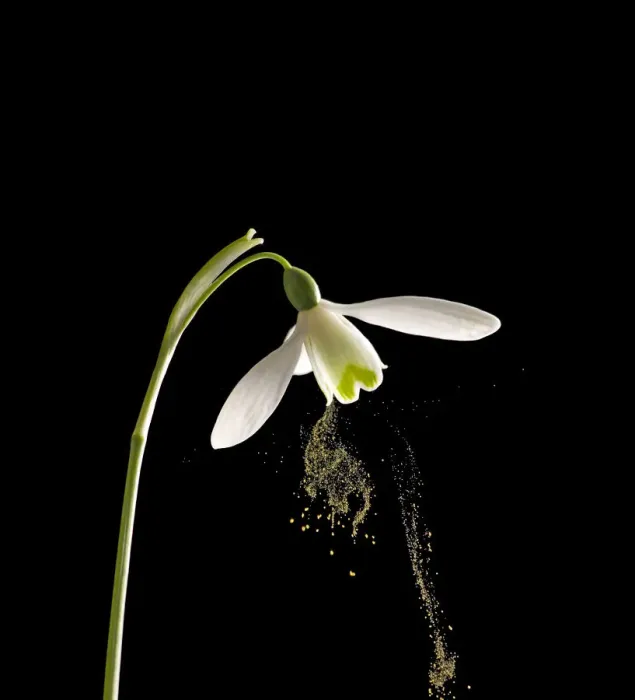 Framed Print : Snowdrop (Galanthus nivalis) dispersing pollen by sonication which replicates buzz pollination
