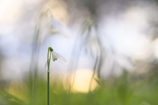 Snowdrop (Galanthus nivalis) flowering, silhouetted at sunset, London, UK, February