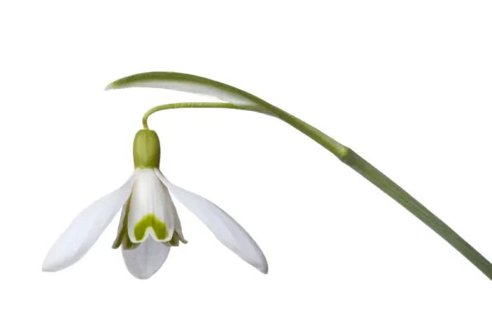 Framed Print : Snowdrop (Galanthus nivalis) Peak District National Park, Derbyshire, UK. March Framed Print : Snowdrop (Galanthus nivalis) Peak District National Park, Derbyshire, UK. March