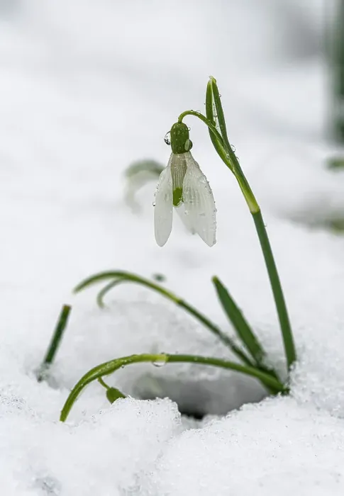 Framed Print : Snowdrop (Galanthus nivalis) in snow, Surrey, UK. March Framed Print : Snowdrop (Galanthus nivalis) in snow, Surrey, UK. March