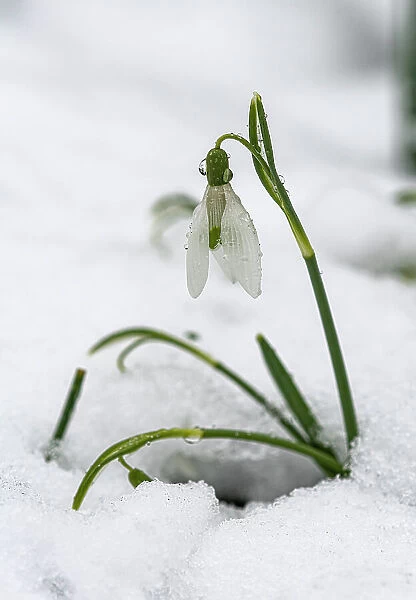 Snowdrop (Galanthus nivalis) in snow, Surrey, UK. March