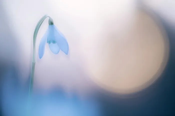 Framed Print : Snowdrop (Galanthus nivalis) at sunset, double exposure. Cornwall, England, UK. February Framed Print : Snowdrop (Galanthus nivalis) at sunset, double exposure. Cornwall, England, UK. February