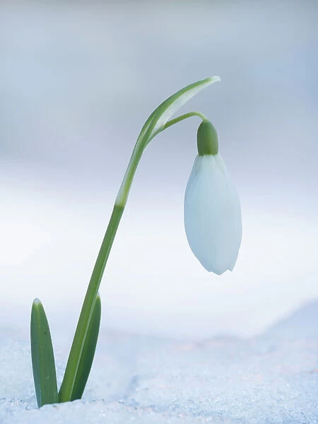 Snowdrop (Galanthus Sp. ) single flower in snow, Buckinghamshire, England, UK, February