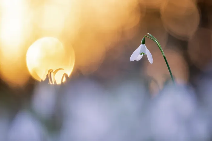 Framed Print : Snowdrops (Galanthus nivalis) flowering in woodland at dusk, Broxwater, Cornwall, England, UK. February Framed Print : Snowdrops (Galanthus nivalis) flowering in woodland at dusk, Broxwater, Cornwall, England, UK. February