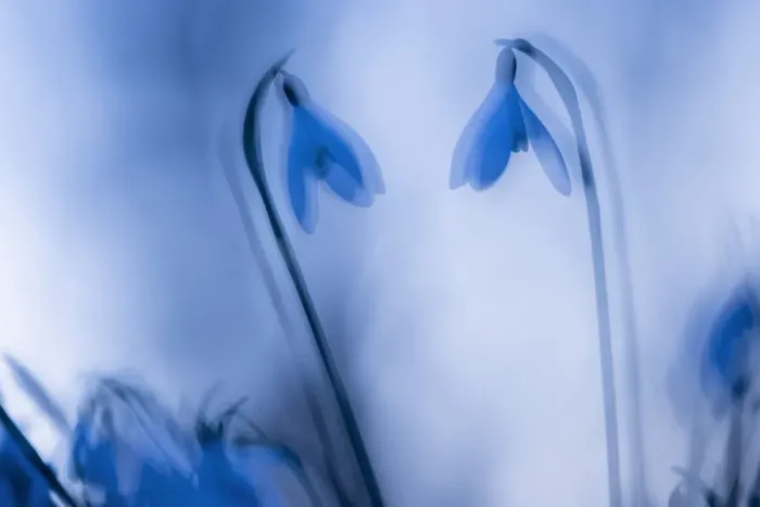 Framed Print : Snowdrops (Galanthus nivalis) silhouetted at twilight, double exposure, Broxwater Framed Print : Snowdrops (Galanthus nivalis) silhouetted at twilight, double exposure, Broxwater