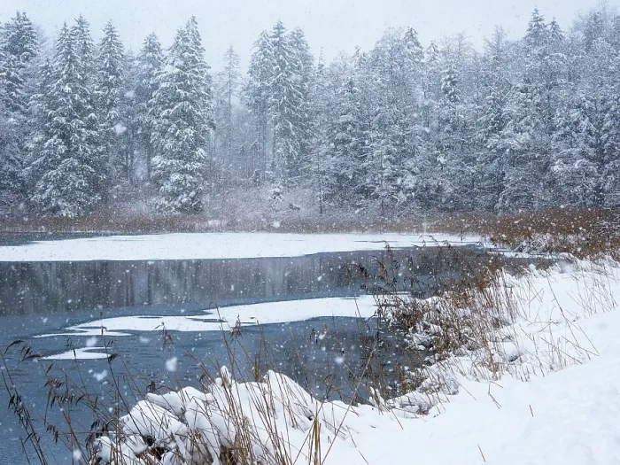 Framed Print : Snowfall over pond and forest, Upper Bavaria, Germany. February, 2023 Framed Print : Snowfall over pond and forest, Upper Bavaria, Germany. February, 2023