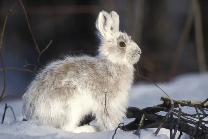 Framed Print : Snowshoe hare (Lepus americanus) adult with coat changing into summer colors, south Framed Print : Snowshoe hare (Lepus americanus) adult with coat changing into summer colors, south