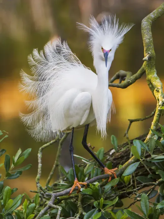 Framed Print : Snowy egret (Egretta thula) with plumes erect, St. Augustine, Florida, USA, April Framed Print : Snowy egret (Egretta thula) with plumes erect, St. Augustine, Florida, USA, April