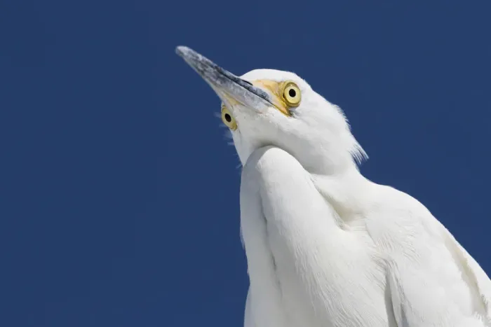 Framed Print : Snowy egret (Egretta thula) portrait, viewed from below. St. Petersburg, Florida, USA Framed Print : Snowy egret (Egretta thula) portrait, viewed from below. St. Petersburg, Florida, USA