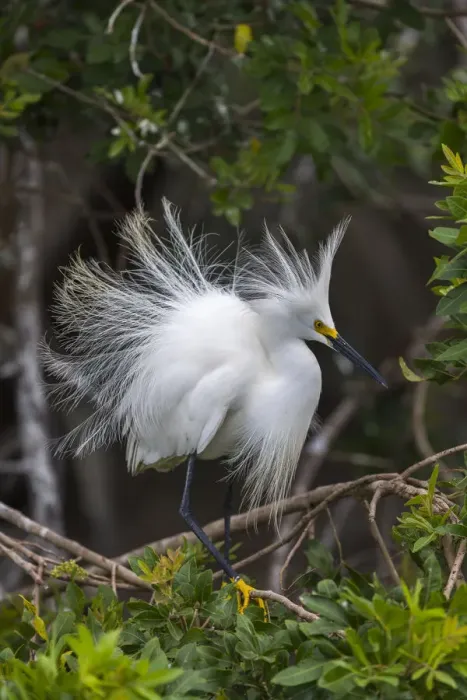 Framed Print : Snowy egret (Egretta thula) shows its breeding plumage. St. Johns Management Area
