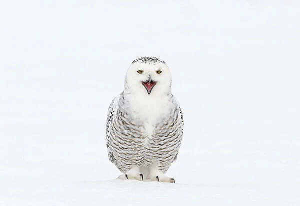 Snowy Owl (Bubo scandiaca) with its beak open. Canada, February